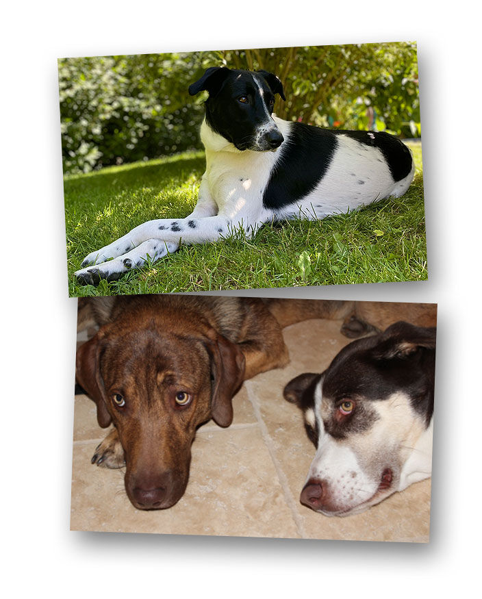 Tierische Lehrer Tierische Lehrer